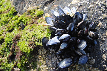 Grupo de mexilhões no verde sa rocha - pequenos mexilões presos a uma rocha em maré baixa