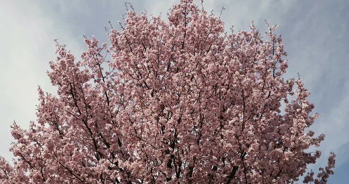 Sakura - blooming Japanese cherry tree on early spring - lot of pink flowers