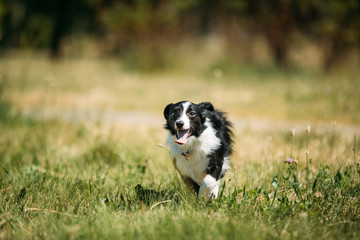 Naklejka na ściany i meble Funny Small Mixed Breed Dog Playing In Green Grass