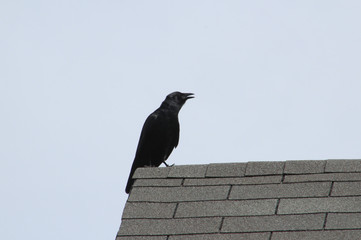 Raven on Roof