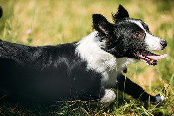 Funny Small Mixed Breed Dog Playing In Green Grass