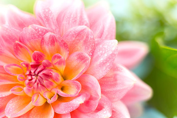 Fototapeta na wymiar light pink dahlias with drops of water, macro. place for text