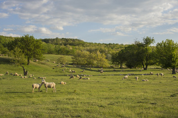 A herd of goats and sheep.  Animals graze in the meadow. Mountain pastures of Europe.