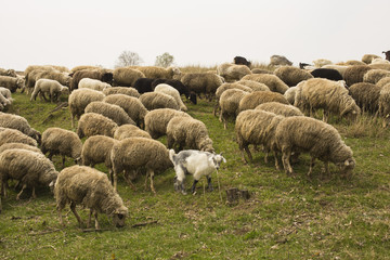 Obraz premium A herd of goats and sheep. Animals graze in the meadow. Mountain pastures of Europe.