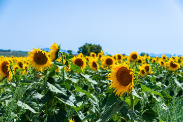 Obraz premium The flowers of a sunflower on a field full of flowers, beautiful yellow plants