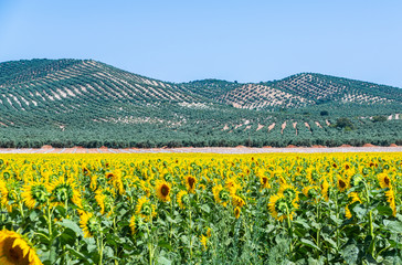 The flowers of a sunflower on a field full of flowers, beautiful yellow plants