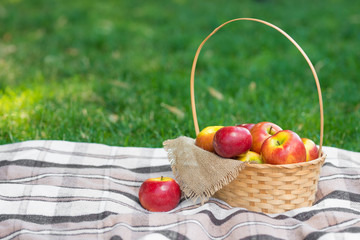 Checkered Plaid Picnic Apples Basket Fruit Green Grass Summer Time Rest Background Design Web Concept Long Format