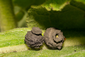 Two Potter Wasp Nests