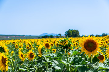 Obraz premium The flowers of a sunflower on a field full of flowers, beautiful yellow plants
