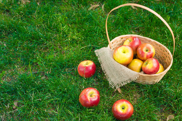 Apple vintage background, wicker basket on green grass, top view with space for writing