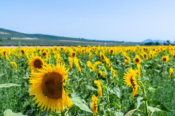 Fototapeta premium The flowers of a sunflower on a field full of flowers, beautiful yellow plants