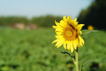 Close-up of sun flower against