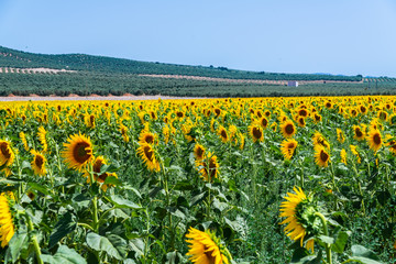 The flowers of a sunflower on a field full of flowers, beautiful yellow plants
