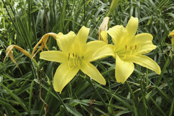 Two Yellow Day Lilies