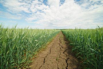 field winter wheat green