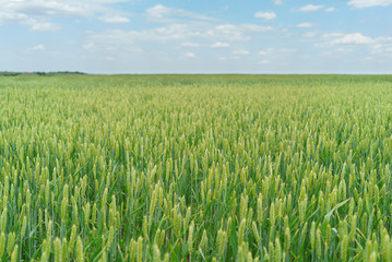 field of winter wheat green close-up of ear