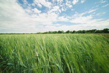field winter wheat green