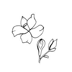 Graphic sketches branches Neroli. Illustration for greeting cards and other printing and web projects.