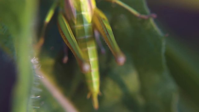 Insect Macro Play of light and shadow on grasshopper back. Insect Macro grasshopper back. Clip