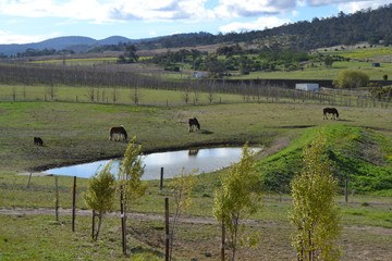 Horses in paddock