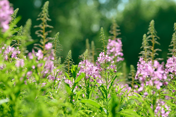 Pink flowers of fireweed (Epilobium or Chamerion angustifolium) in bloom ivan tea. Flowering willow-herb or blooming sally