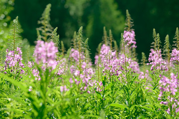 Pink flowers of fireweed (Epilobium or Chamerion angustifolium) in bloom ivan tea. Flowering willow-herb or blooming sally