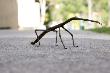 Bicho - pau