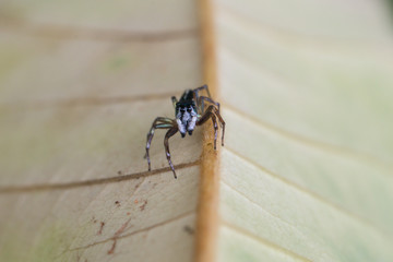 A spider in nature background.macro spider.