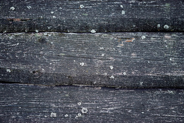 Background of an old wooden board covered with moss, wood texture, natural background