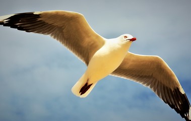 Seagull flying in the sky.Frankston beach. Australia