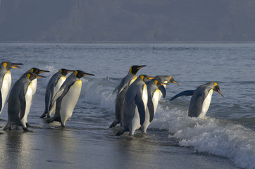 Fototapeta premium King Penguins, South Georgia Island, Antarctic