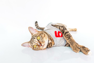 Cute cat relaxing on white background