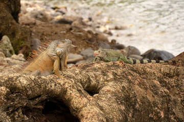 Caribbean Iguanas