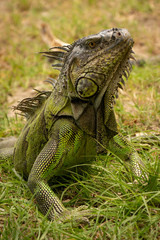 Caribbean Iguana