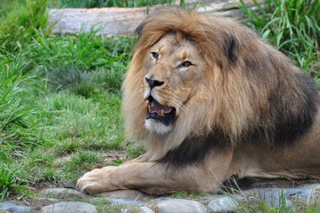 Picture of Lion