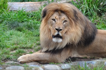 Picture of Lion
