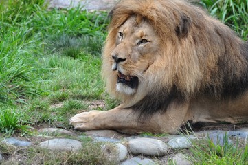 Picture of Lion