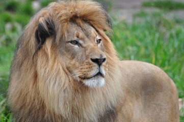 Picture of Lion