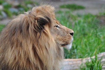 Picture of Lion