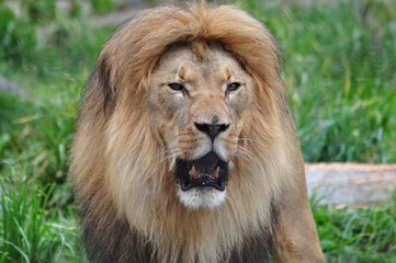 Picture of Lion