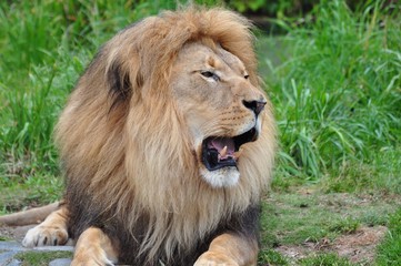 Picture of Lion