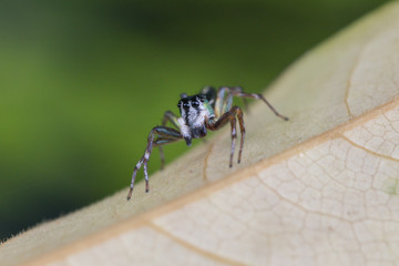 A spider in nature background.macro spider.