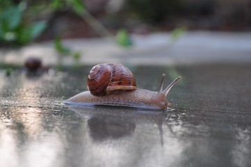 picture of snail