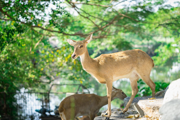 Naklejka na ściany i meble Antelope standing on the floor in the zoo