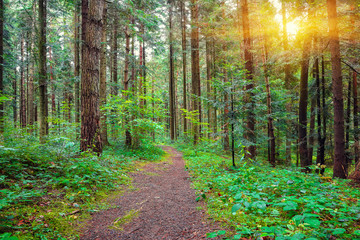 Pine forest with the last of the sun shining through the trees.