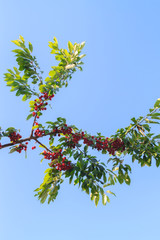 Berry of ripe cherry hanging on the branch of a tree in summer