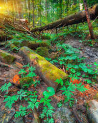 old fallen trees in the forest.