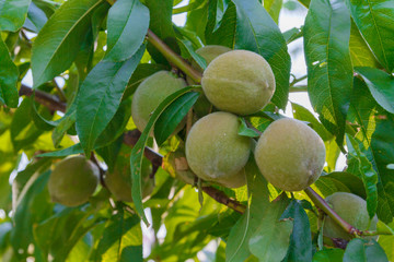 Green unripe apricots on the branch of a tree grows in summer