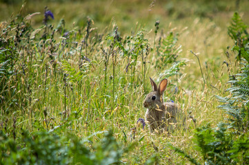 The young rabbit ponders its future