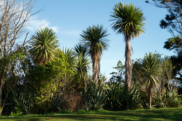Fototapeta na wymiar New Zealand cabbage tree